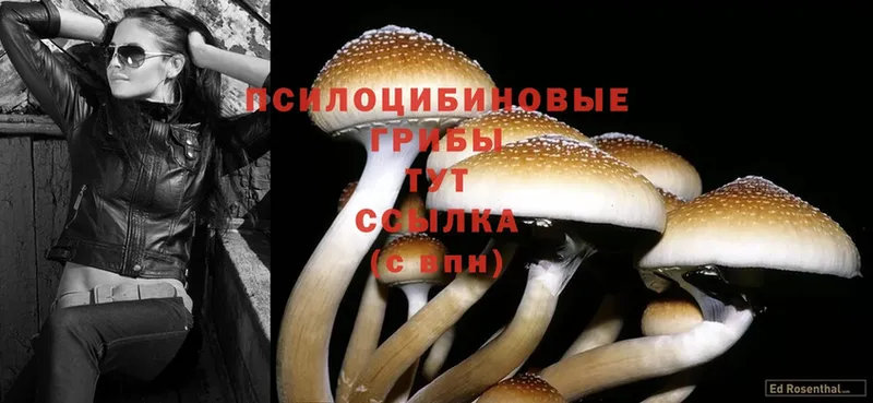 гидра ТОР  как найти наркотики  Куртамыш  Псилоцибиновые грибы MAGIC MUSHROOMS 